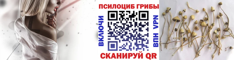Галлюциногенные грибы Cubensis  Купить закладки  Новый Оскол 